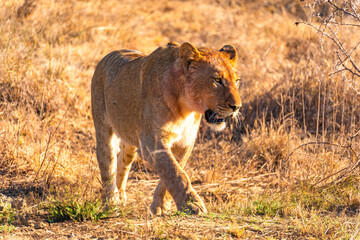 Wild Lion's pride in Nambiti hills private reserve in Ladysmith, South Africa