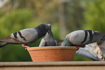 Pigeon flying and trying to have their food in the city