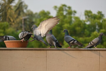 Pigeon flying and trying to have their food in the city