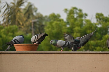 Pigeon flying and trying to have their food in the city