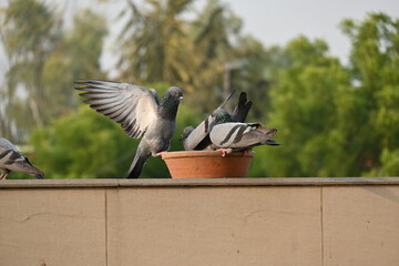 Pigeon flying and trying to have their food in the city