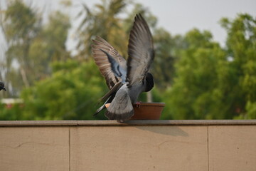 Pigeon flying and trying to have their food in the city