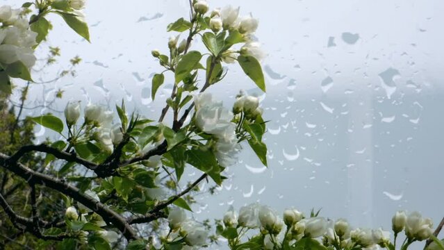 Young spring leaves and flowers of apple. Spring background. Freshness. View through wet  glass window with raindrops. Enjoying Li