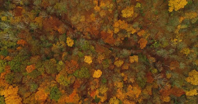 Wide shot above colorful autumn forest floor on a crisp fall October morning. Filmed in 4k, drone video. 