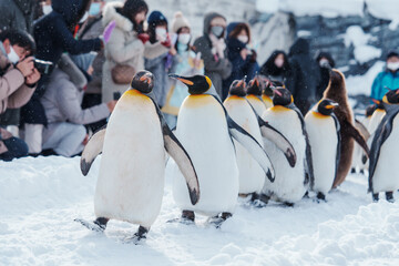 King Penguin parade walking on snow at Asahiyama Zoo in winter season. landmark and popular for tourists attractions in Asahikawa, Hokkaido, Japan. Travel and Vacation concept
