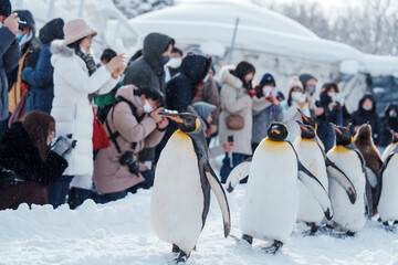 King Penguin parade walking on snow at Asahiyama Zoo in winter season. landmark and popular for...