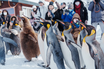 King Penguin parade walking on snow at Asahiyama Zoo in winter season. landmark and popular for...