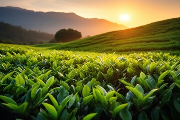 Green Tea Leaves Plant