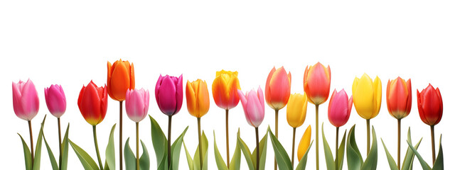 Tulip flowers in row isolated on transparent background. Generative AI