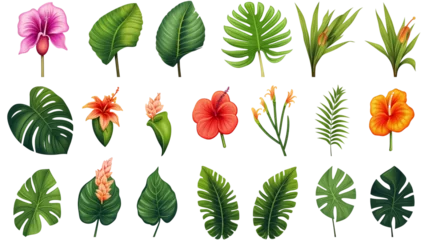 Foto op Plexiglas Set of tropical leaves and flowers isolated on transparent background. Beautiful tropical exotic foliage. Generative AI © MDNANNU
