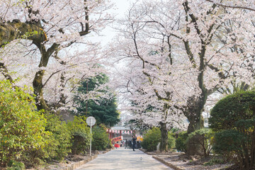 新井薬師公園の桜