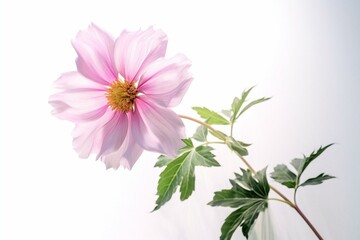 A pink flower with green leaves on a white background and a light reflection on the left. Generative AI