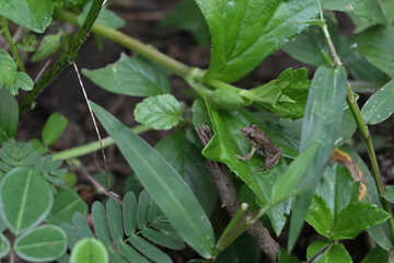 Fototapeta premium A tiny baby brown frog sits on the surface of a Singapore daisy leaf