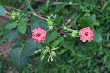 A pinkish orange color four o'clock flower blooms in the evening, view from above