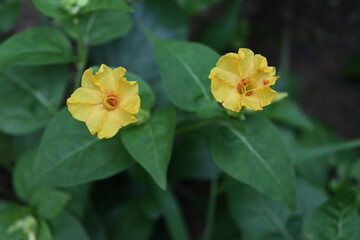 Two yellow color Marvel of Peru flowers bloom in the evening in the home garden