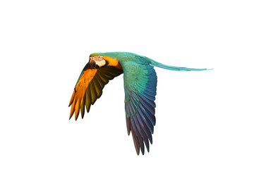 Colorful flying parrot isolated on transparent background png file