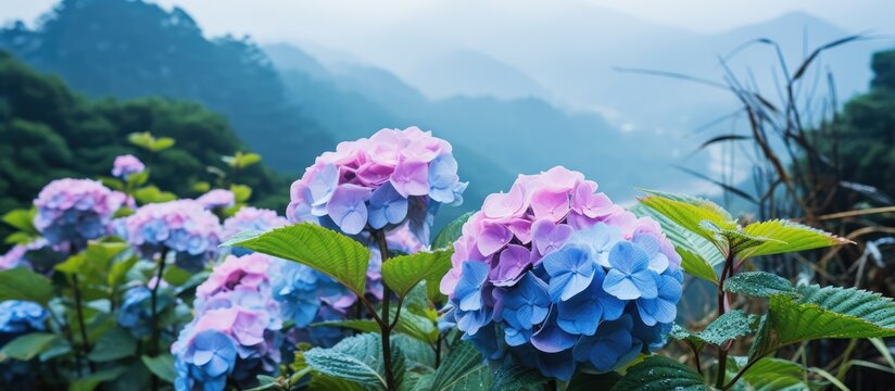 Yangmingshan National Parks hydrangea