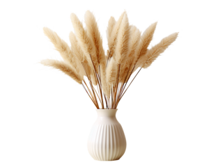 Pampas grass in decor vase on white