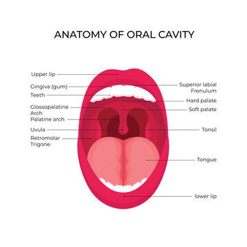 Anatomical structure design illustration of human oral cavity