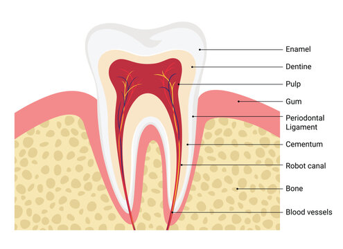Human tooth structure and composition