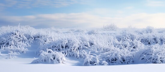 Snow covered shrubs in a wintry landscape
