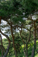 pine tree, sky, rocky mountain