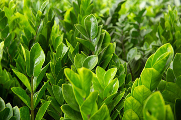 Green leaves pattern in the garden