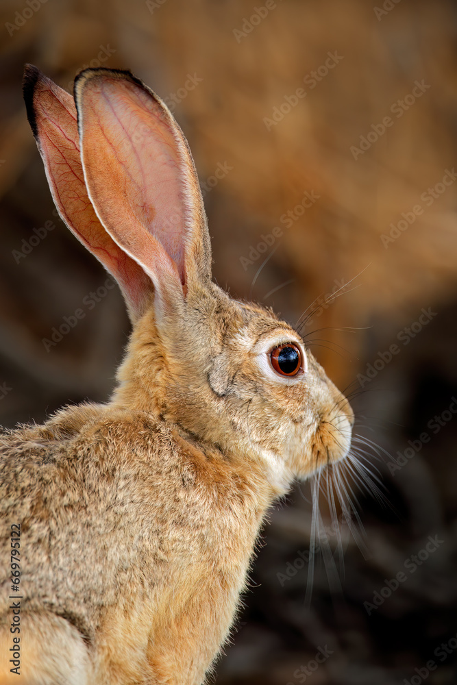 Poster Portrait of a cape hare (Lepus capensis) with long ears and large eyes, South Africa .