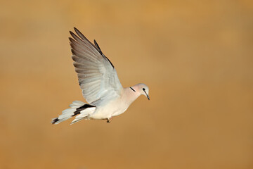 A Cape turtle dove (Streptopelia capicola) in flight with open wings, South Africa.