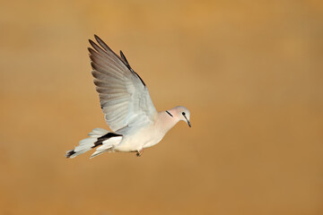 Obraz premium A Cape turtle dove (Streptopelia capicola) in flight with open wings, South Africa.