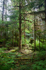 Fototapeta premium path in the forest