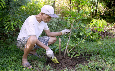 Elderly Asian man Planting trees is a hobby.