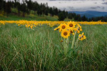 Happy Yellow Wildflowers On A Cloudy Day