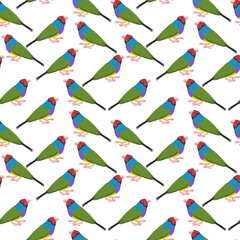 Fototapeta na wymiar vector drawingseamless pattern with bird, Gouldian finch, hand drawn songbird, hand drawn natural background