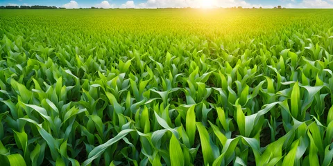 Foto op Plexiglas Fresh green field with corn growing. Farming countryside background. Green field and blue sky. © Smile Studio AP