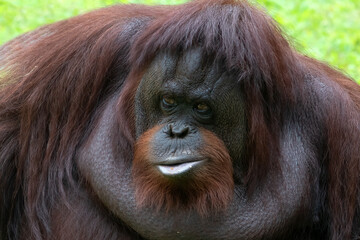 Close-up of a big female orangutan