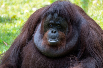 Close-up of a big female orangutan