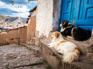Portrait of two obediently lying dogs which are enjoying the view over the city Cusco - the city in Peruvian Andes in South America