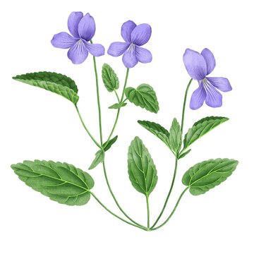 watercolor drawing plant of violet with leaves and flower, isolated at white background, natural element, hand drawn botanical illustration