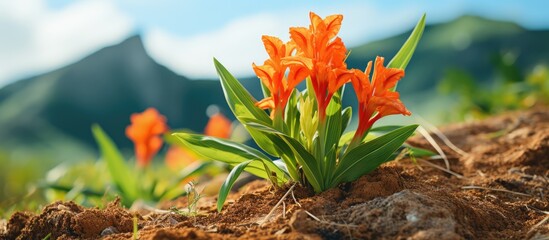 Orange Canna indica on the hill seen up close - obrazy, fototapety, plakaty