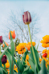 Purple and yellow tulips