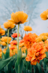 Fototapeta premium Orange flowers in the sky