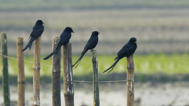 Black Drongo birds perched on bamboo fences, their sleek feathers glistening in the light, patiently waiting for insects to make their move. Nature's elegant spectacle of avian hunting prowess