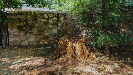 A termite mound in a shady corner of the park. The hill rises above the ground next to a tree and a...