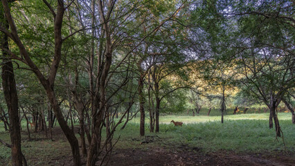 Wild Nilgai antelopes Boselaphus tragocamelus graze on the green grass in a sunlit forest clearing. The blue sky is visible through the spreading branches of trees. India. Ranthambore National Park. 
