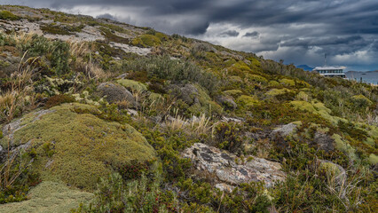 Fototapeta na wymiar Typical Patagonian vegetation grows on the hillside. On stony soil, stunted bushes, grass, plants endemic to South America Azorella compacta yareta are visible. Clouds in the sky. Argentina.