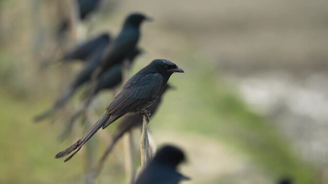 Black Drongo birds perched on bamboo fences, their sleek feathers glistening in the light, patiently waiting for insects to make their move. Nature's elegant spectacle of avian hunting prowess
