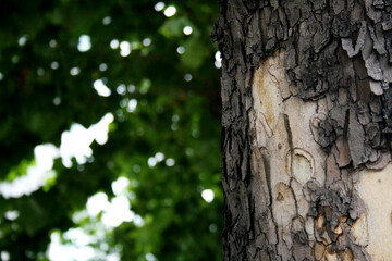 Obraz premium 거리에 가로수 껍질 근접 촬영