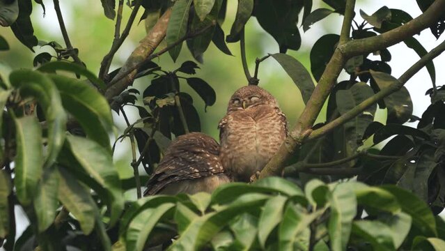 Two young owlets cuddle together asleep on a mango tree branch in rural Bangladesh, soft feathers fluffed, peaceful wild moment captured in natural morning light.