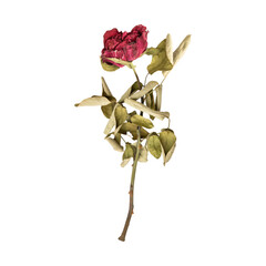 Dry dead rose flower stem isolated on transparent background